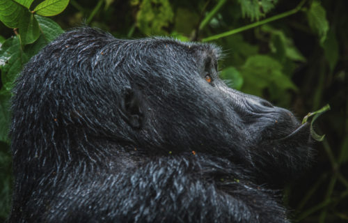 Cheapest Way to See Gorillas in Uganda