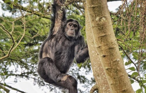 Chimpanzee trekking Nyungwe National Park Rwanda