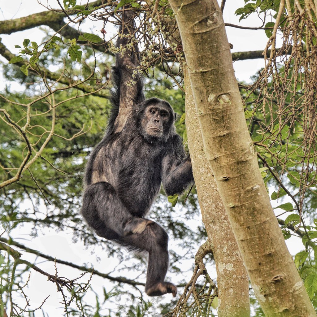 Chimpanzee trekking Nyungwe National Park Rwanda