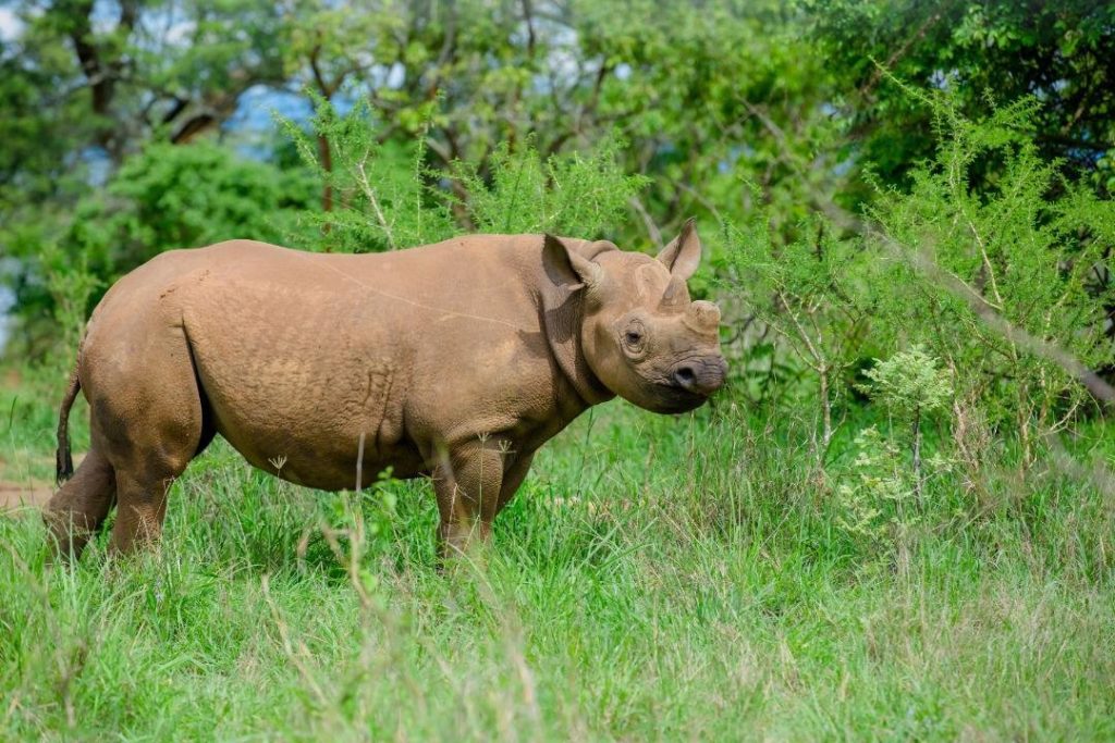 Eastern rhino in Akagera National Park Rwanda Wildlife viewing