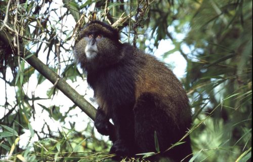 Golden Monkey trekking in Volcanoes National Park