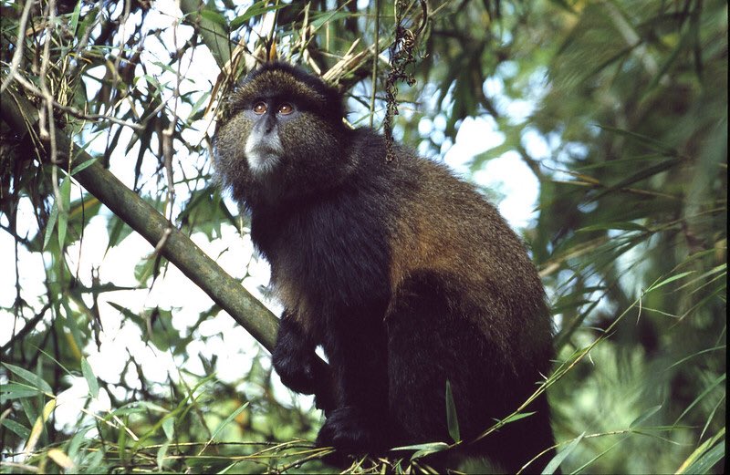 Golden Monkey trekking in Volcanoes National Park