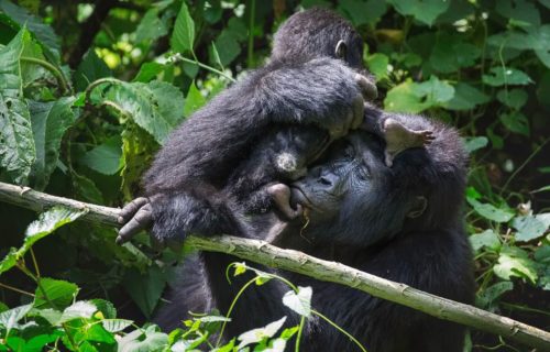 Gorilla trekking Safaris in Uganda