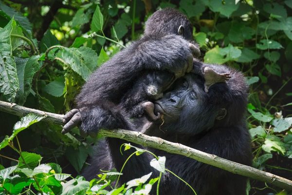Gorilla trekking Safaris in Uganda