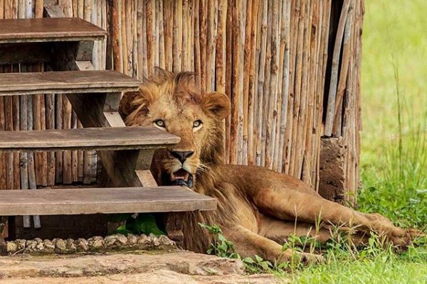 Lions (Wildlife) in Kidepo Valley National Park Lions (Wildlife) in Kidepo Valley National Park