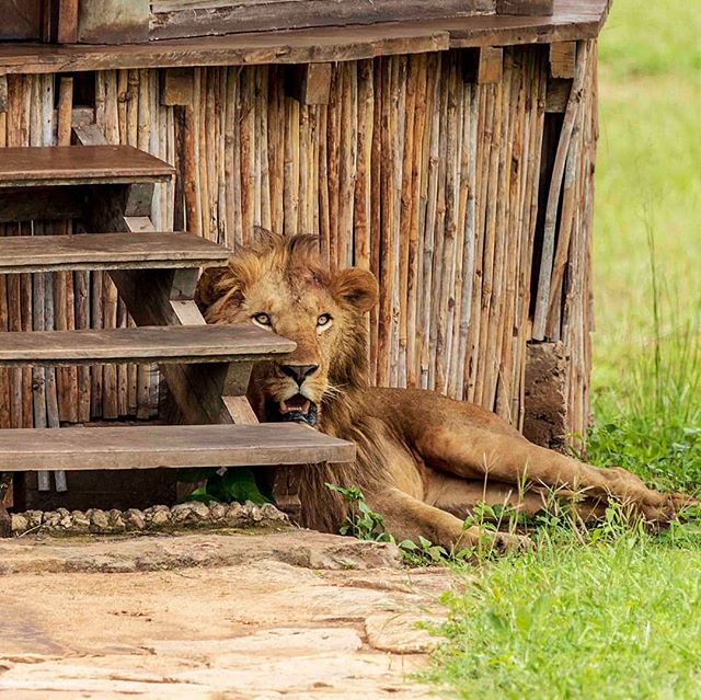 Lions (Wildlife) in Kidepo Valley National Park