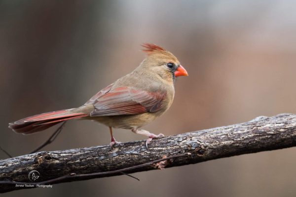 Long Uganda Birding Safaris