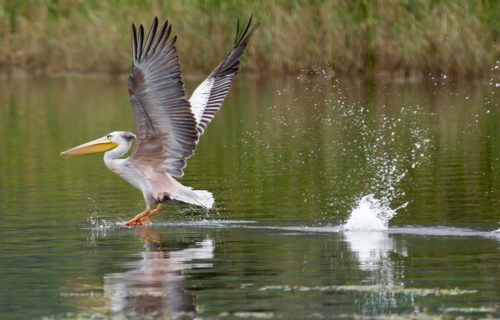 Long Uganda Birding Safaris Tour