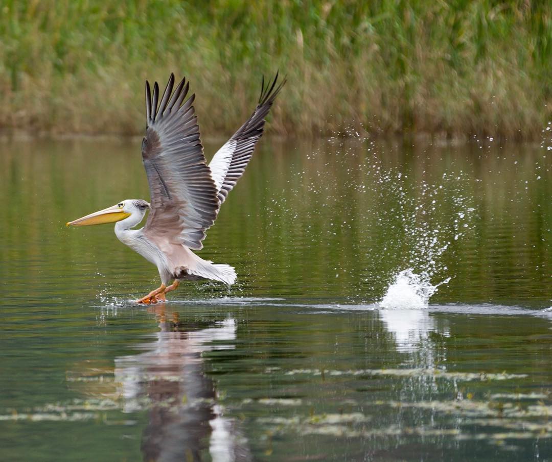 Long Uganda Birding Safaris Tour