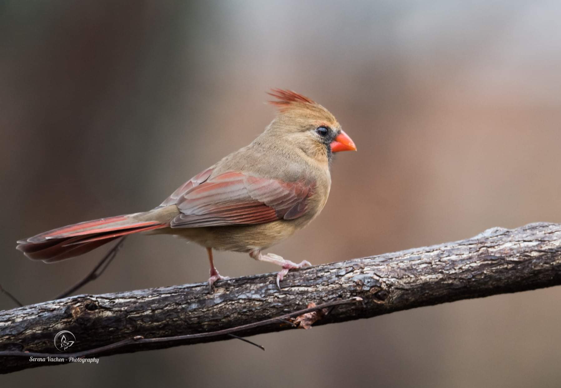 Long Uganda Birding Safaris