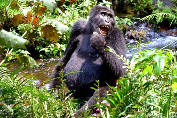 Long Uganda Gorilla safaris
