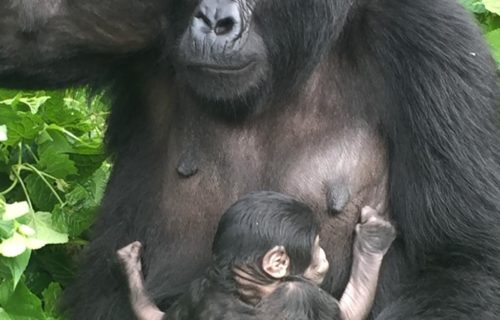 Mountain Gorilla trekking in Bwindi Impenetrable National Park