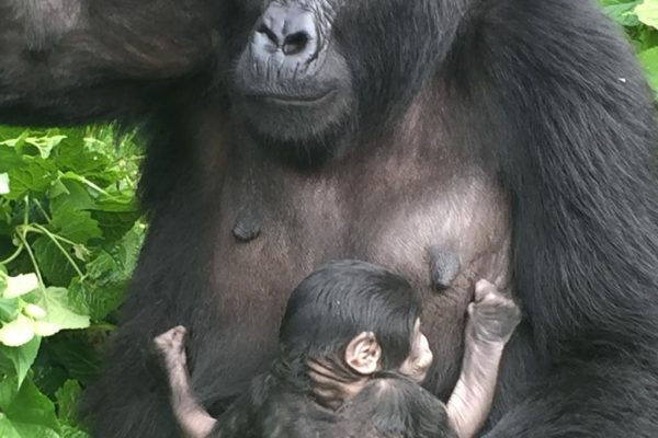 Mountain Gorilla trekking in Bwindi Impenetrable National Park