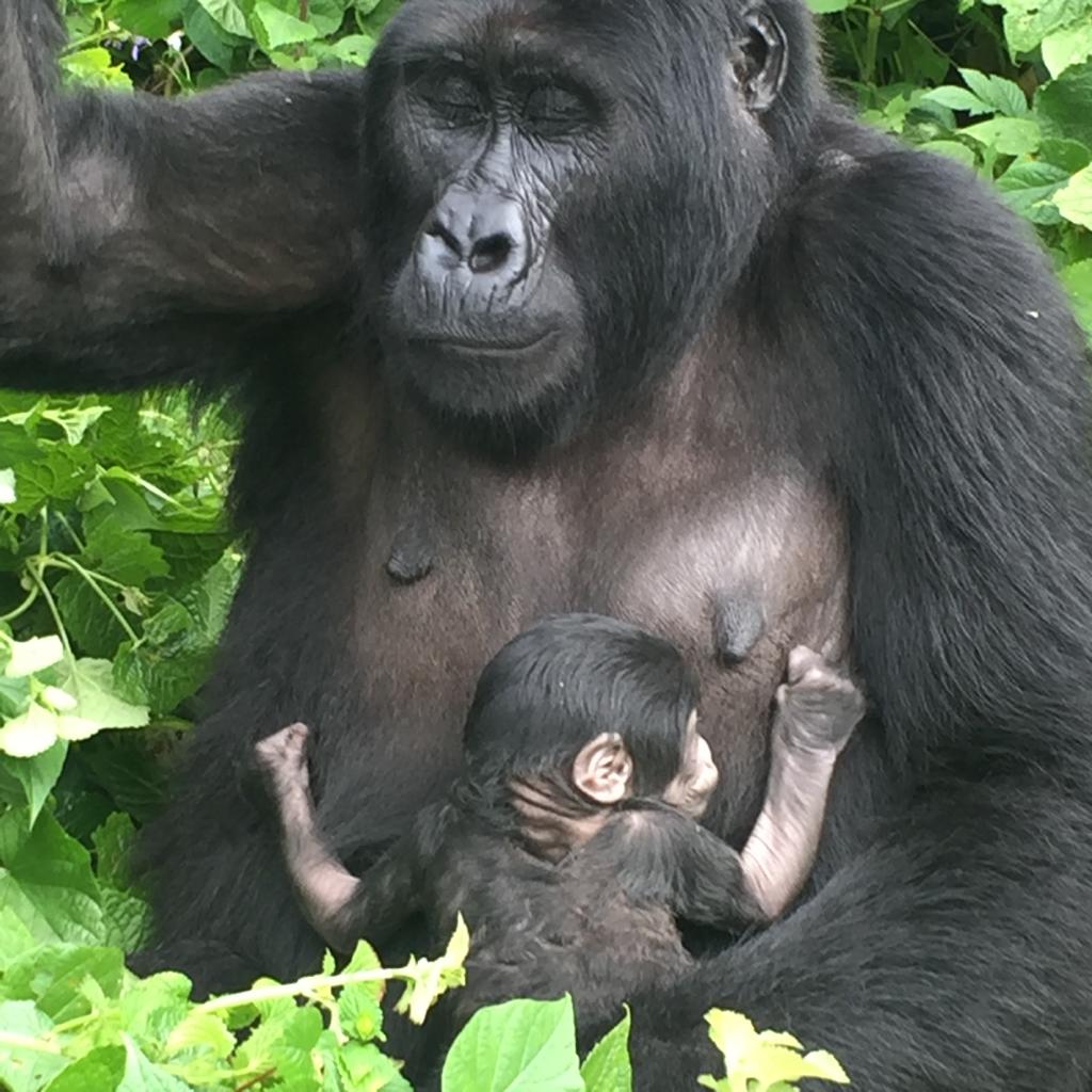 Mountain Gorilla trekking in Bwindi Impenetrable National Park