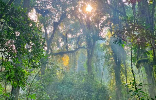 Nyungwe national Park Rwanda