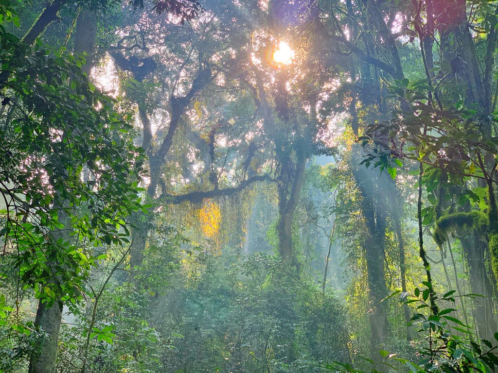 Nyungwe national Park Rwanda