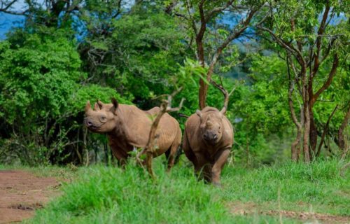 Rhino tracking in Akagera National Park Rwanda