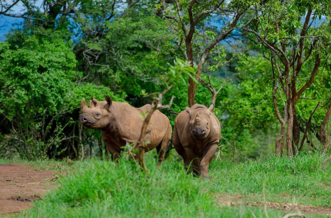Rhino tracking in Akagera National Park Rwanda