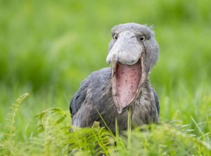 Shoe Bill - Uganda birding safari tour