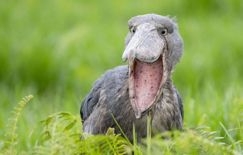 Shoe Bill - Uganda birding safari tour