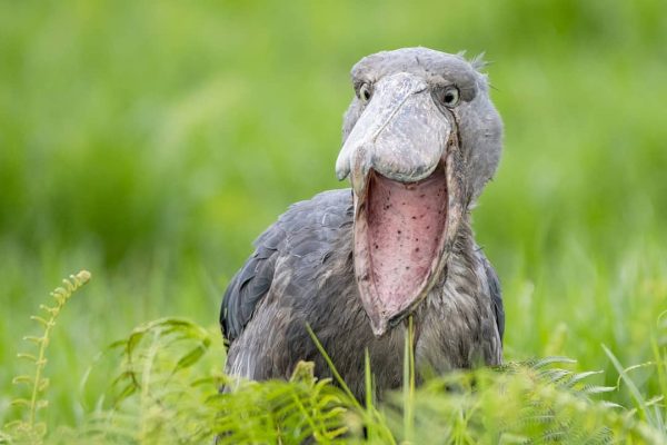 Shoe Bill - Uganda birding safari tour