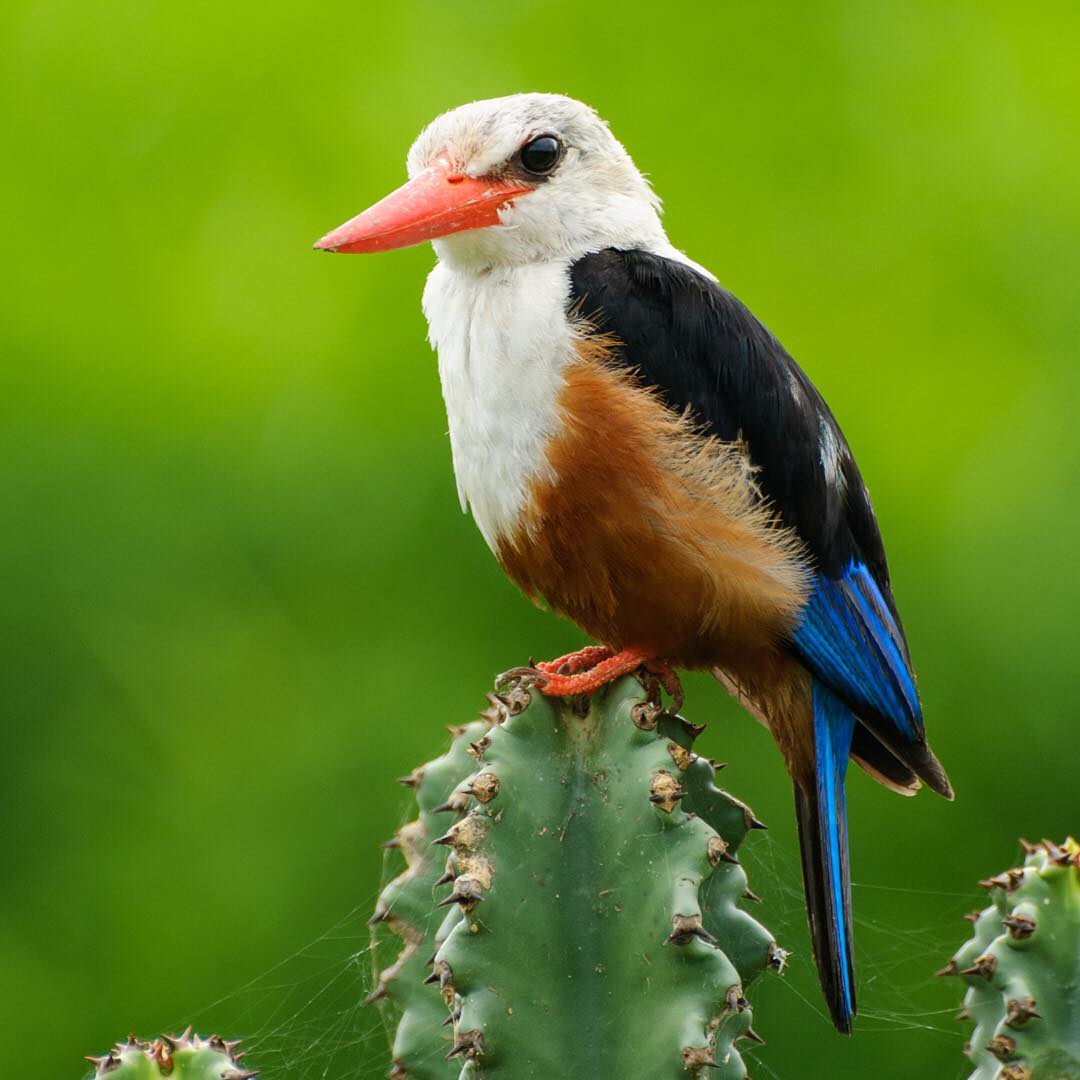 Ultimate Bird watching tours in Uganda