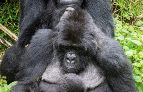 Volcanoes National Park Gorillas in Rwanda