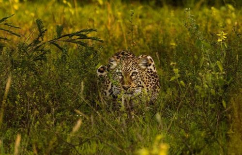 Wildlife in Akagera National Park Rwanda