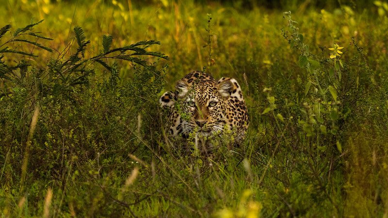Wildlife in Akagera National Park Rwanda