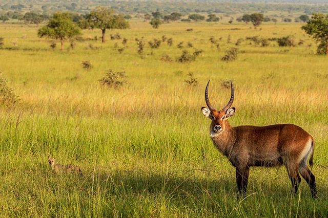 Wildlife Safaris - Game Drive Kidepo Valley National Park