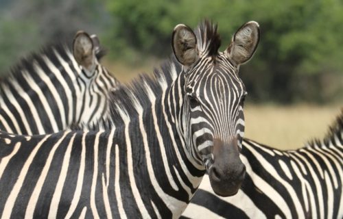 Zebras in Akagera National Park Rwanda