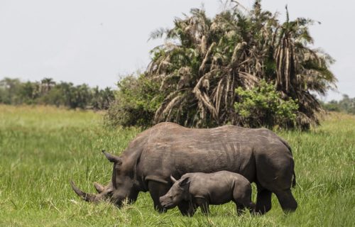 Rhino tracking in Ziwa Rhino Sanctuary - Safaris in Uganda
