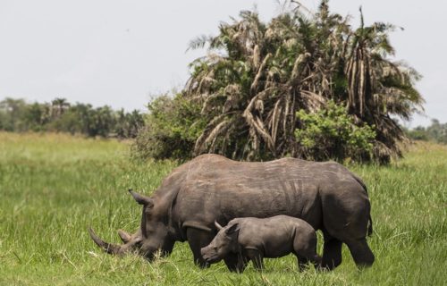 Rhino tracking in Ziwa Rhino Sanctuary - Safaris in Uganda Rhino tracking in Ziwa Rhino Sanctuary - Safaris in Uganda