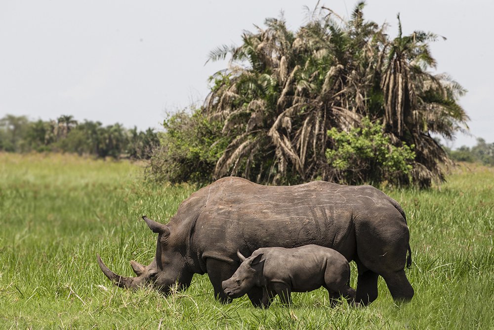 Rhino tracking in Ziwa Rhino Sanctuary