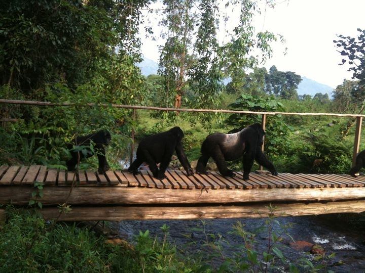 best time to go gorilla trekking in Uganda