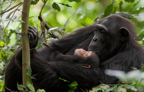 Chimpanzee trekking experience - Kibale Forest National Park