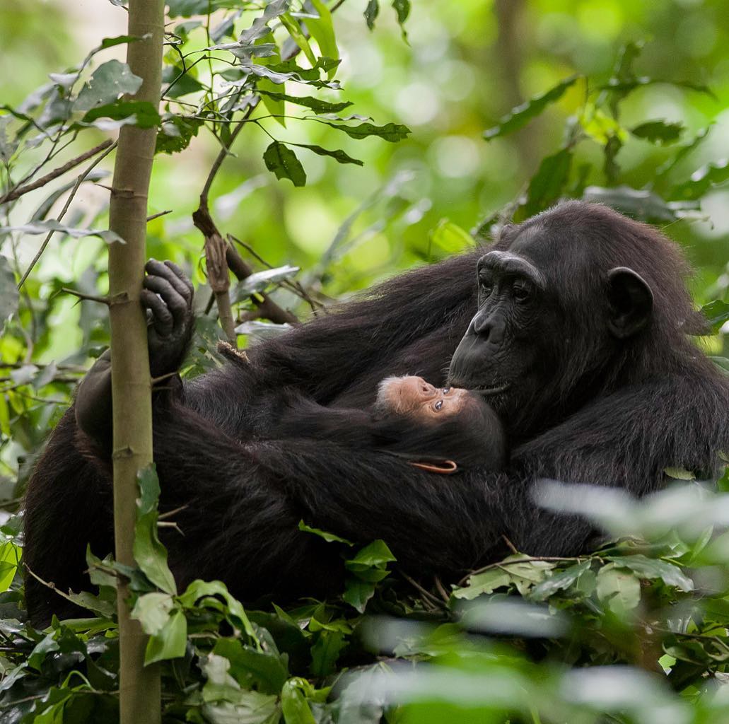 Chimpanzee trekking experience - Kibale Forest National Park