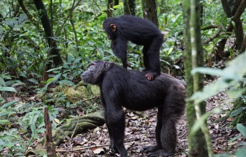 Chimpanzee trekking tour in Uganda