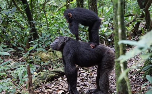Chimpanzee trekking tour in Uganda