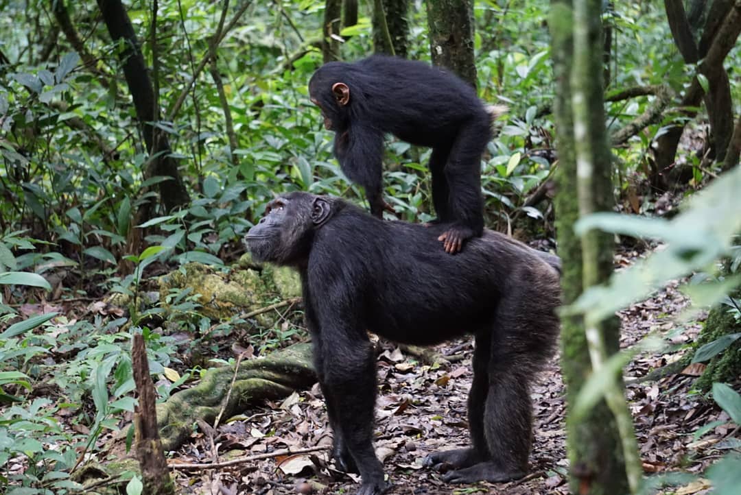 Chimpanzee trekking tour in Uganda