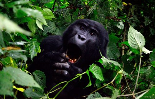 Rwanda vs Uganda Gorilla trekking - Guide Comparison
