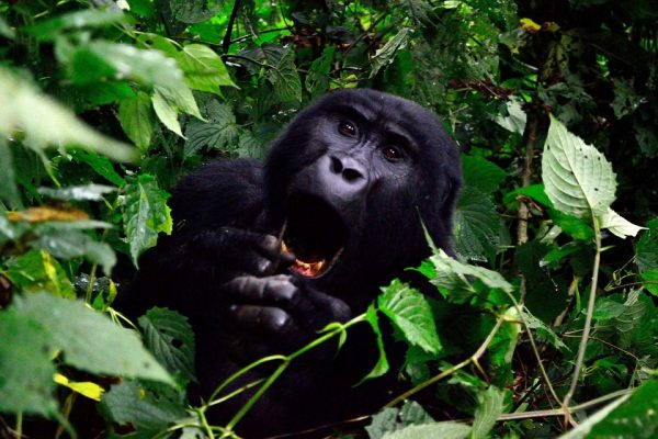 Rwanda vs Uganda Gorilla trekking - Guide Comparison Rwanda vs Uganda Gorilla trekking - Guide Comparison