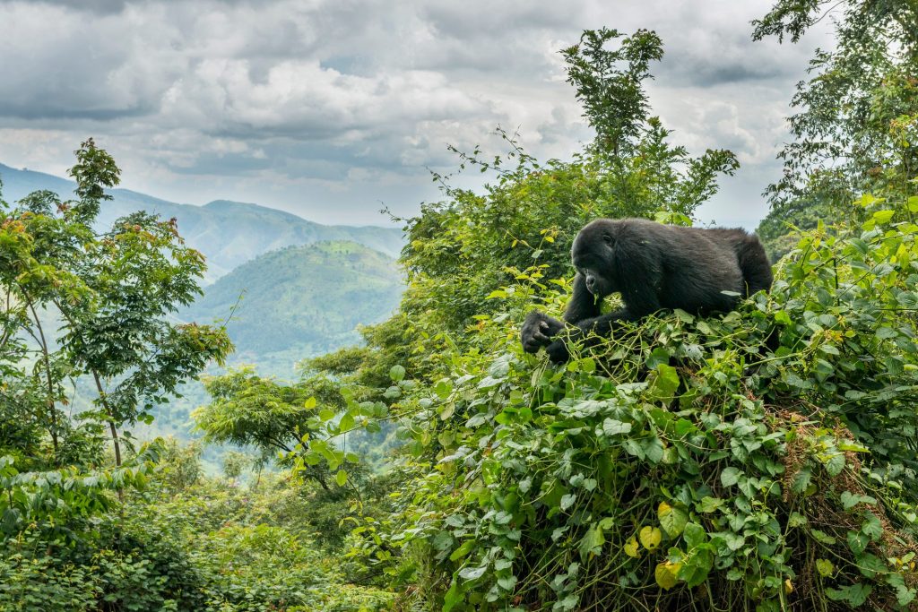 mountain gorillas habitat