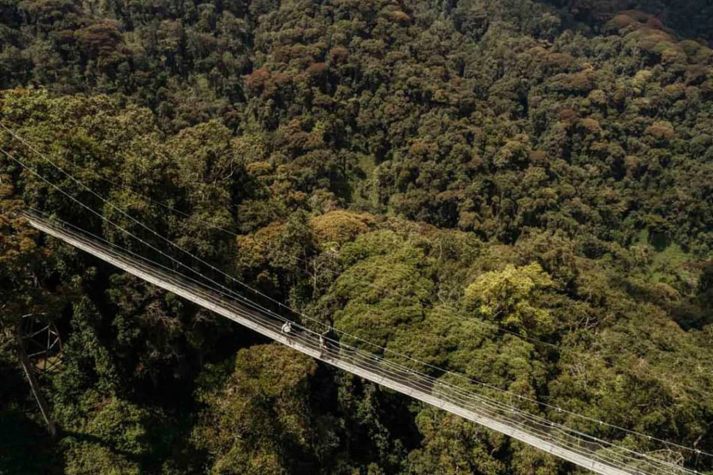 Canopy Walk in Nyungwe Forest National Park