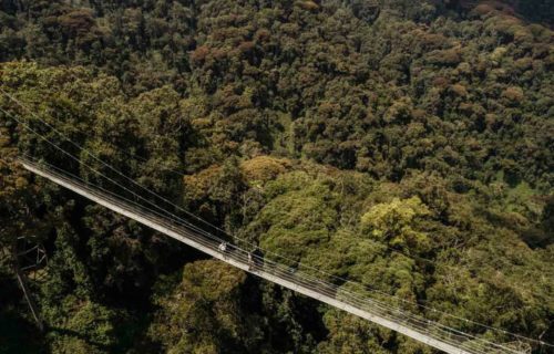 Canopy Walk in Nyungwe Forest National Park Canopy Walk in Nyungwe Forest National Park