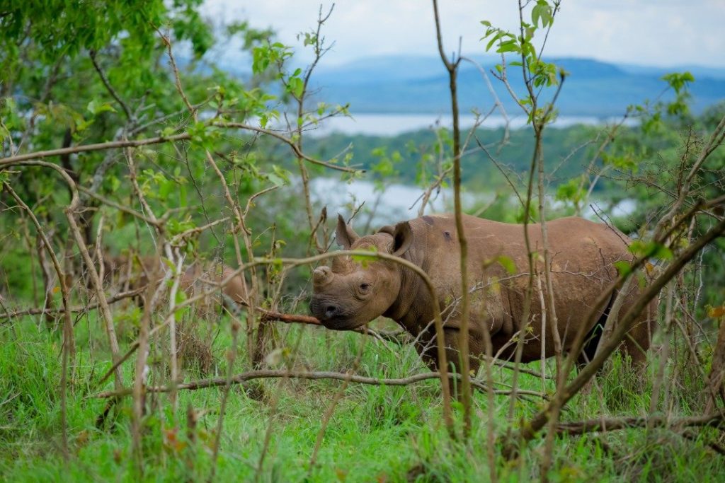 Rhino tracking in Akagera National Park Rwanda