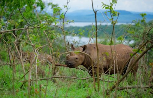 Rhino tracking in Akagera National Park Rwanda