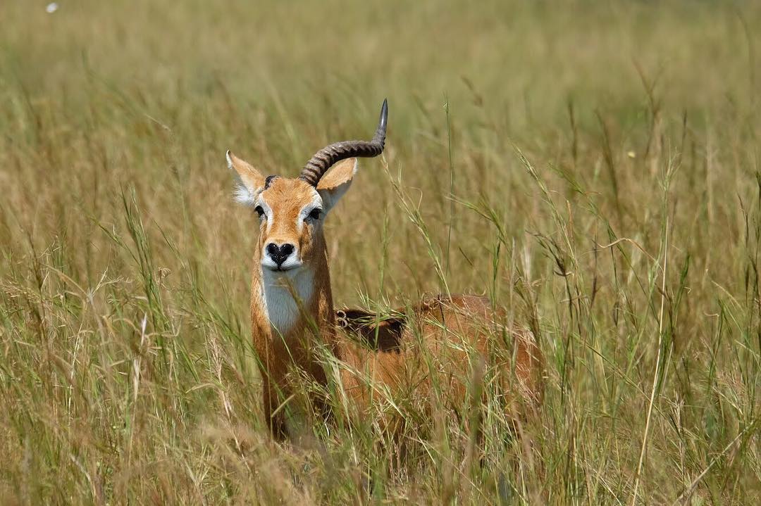 Antelope in Kidepo Valley National Park
