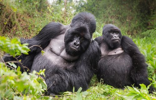 Why trek Gorillas in Uganda