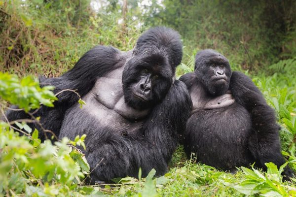 Why trek Gorillas in Uganda